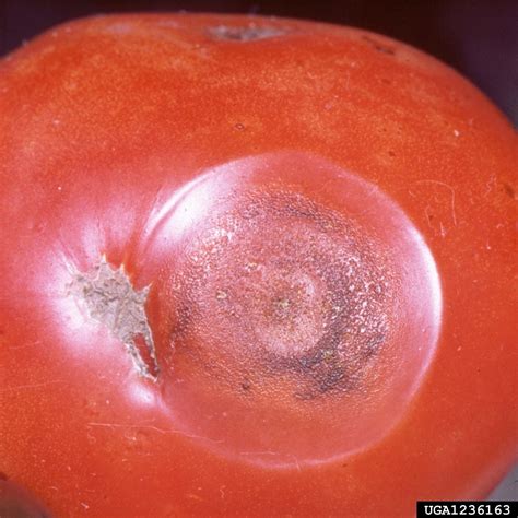 Controlling Tomato Anthracnose - How To Manage Tomato Anthracnose Symptoms