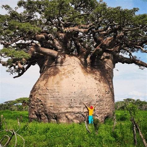 The Sacred Tsitakakantsa Baobab Tree