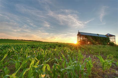 Cornfield And Grain Bin At Sunset by Hauged