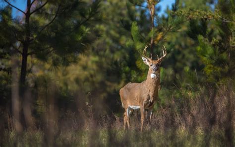 2023 Deer Season Forecast | Virginia DWR