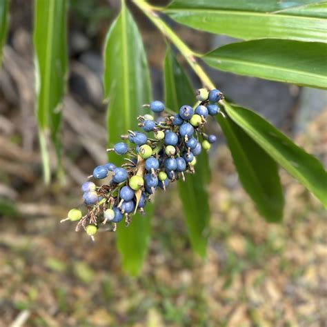 Edible Eden Design - Native ginger Alpinia caerulea