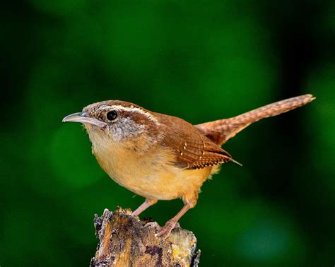 Royalty-Free photo: Brown long-tail bird on brown wood | PickPik