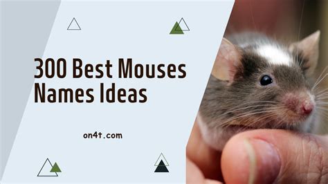 300 Best Mice Names Ideas - On4t