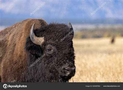 Bison Grand Teton National Park Wyoming Autumn Stock Photo by ...