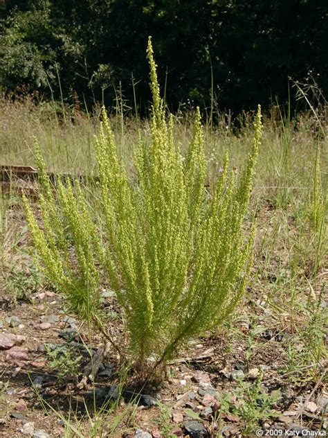 Artemisia campestris (Field Sagewort): Minnesota Wildflowers