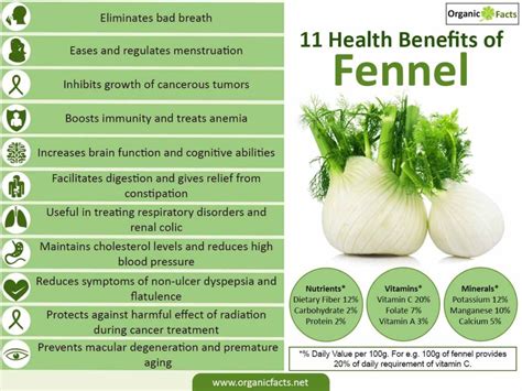 Health Benefits of Fennel | Nikki Kuban Minton