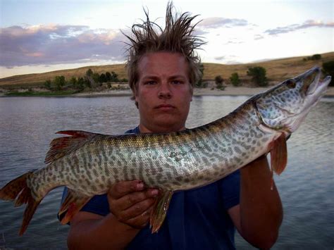 MuskieFIRST | Tiger Muskie Fisherman » General Discussion » Muskie Fishing