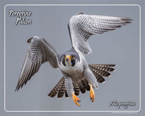 Peregrine Falcon Flying Framed Print - Northwood Falconry