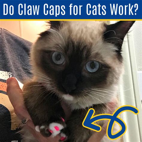 Do Claw Caps for Cats Work? Here's why I LOVE them! - Abbotts At Home