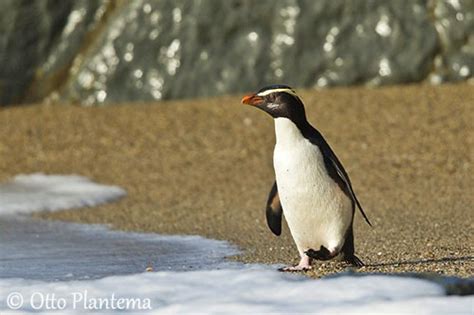 Fiordland Penguin