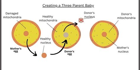 What is a three-parent baby? - Politics Science News