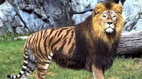 Lion + Tiger = Liger : r/HybridAnimals