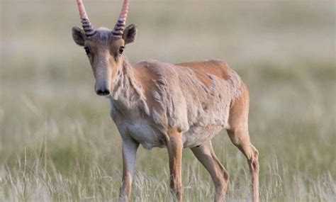 Antelope Facts, Types, Lifespan, Classification, Habitat, Pictures