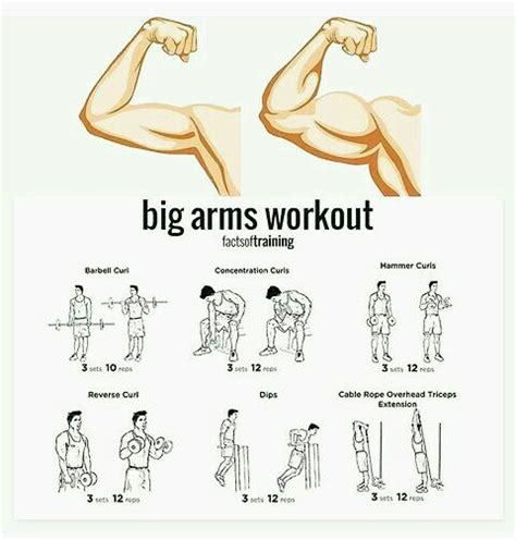 Bicep Tricep Forearm Workout Routine - WorkoutWalls