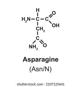 Asparagine Amino Acid Chemical Structure Vector Stock Vector (Royalty Free) 2107125641 ...