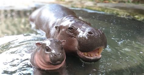 The First Newborn Baby Pygmy Hippo - Taman Safari Bali