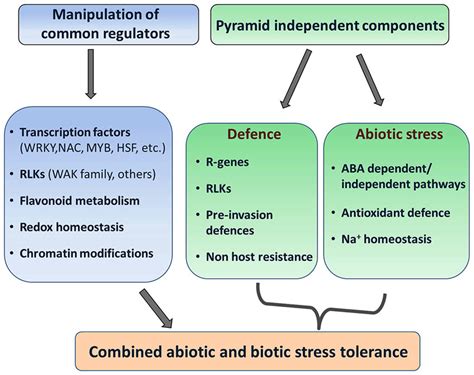 Approaches for building combined abiotic and biotic stress tolerance in ...