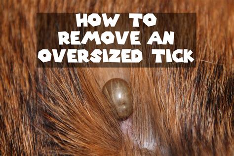 How to Remove an Oversized Tick From a Dog | Tick removal dog, Tick removal, Ticks