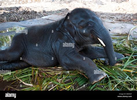 Baby Elephant, Kerala, India Stock Photo, Royalty Free Image: 29150787 - Alamy