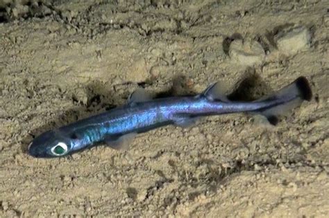 Polar species spotted in the deep seas of the Mediterranean | New Scientist