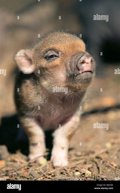 Vietnamese Pot bellied Pig baby - Sus scrofa Stock Photo: 11593650 - Alamy