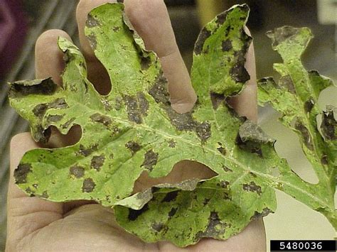 cucurbit downy mildew (Pseudoperonospora cubensis (Berk. & M.A. Curtis ...