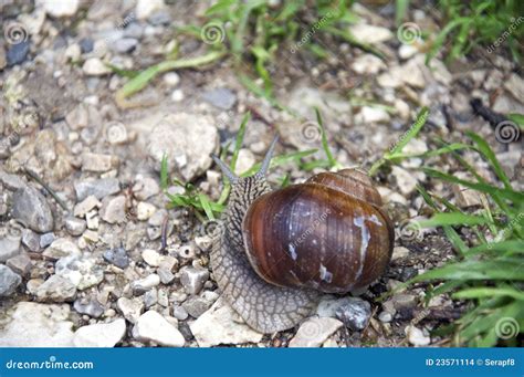 (Helix Pomatia) Edible Snail Stock Photo - Image of land, macro: 23571114