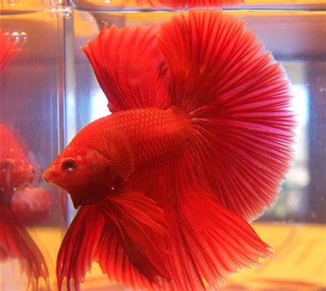 Betta Fish - Betta Fish Photo (34361999) - Fanpop