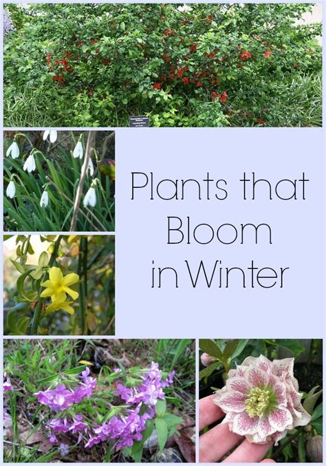 Winter Flowers Plant - Garden Plant