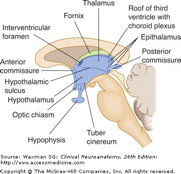 BY 411: Advanced Human Anatomy Blog: Neuroanatomy- Post #4- The Hypothalamus