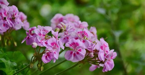 Pelargoniums (Geraniums) Care Guide: How To Grow Them | DIY Garden