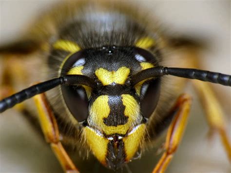 Help (and beer) needed for UK wasp survey | UCL News - UCL - London's ...