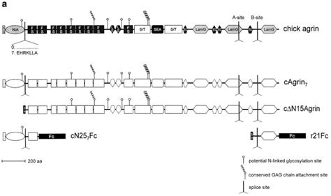 Structure and biochemical analysis of agrin constructs. (a) Structural ...