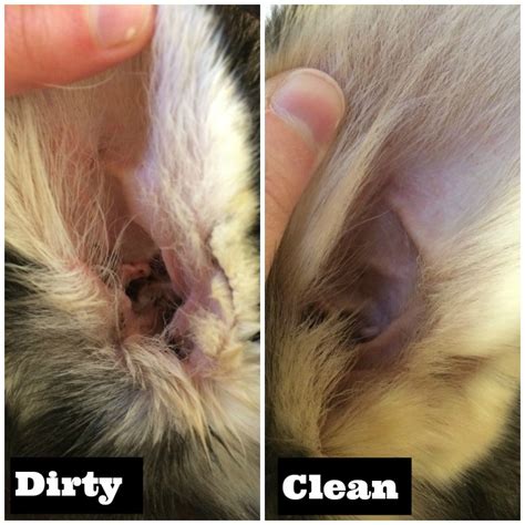 Dog Ear Cleaning Brown at Mary Harrison blog