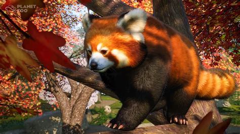 New Red Panda Screenshot from Planet Zoo, Can't Wait for this Game. : redpandas