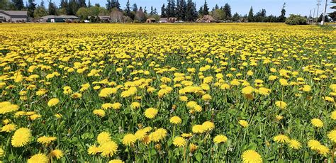 A GROWING CONCERN: An homage to the humble dandelion | Peninsula Daily News