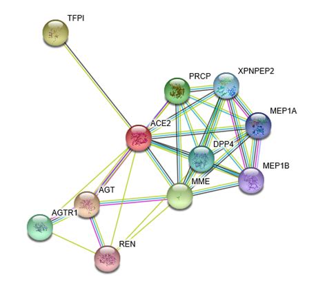 ACE2 Protein Overview | Sino Biological