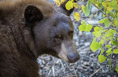 Black Bear Portrait 3 Photograph by Webb Canepa | Fine Art America