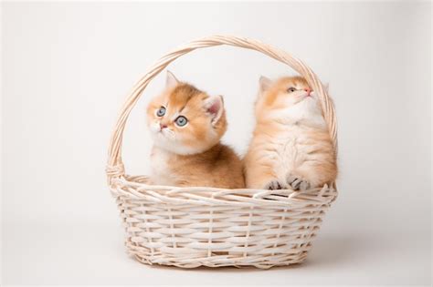 Premium Photo | A group of small fluffy kittens sitting in a basket on a white background