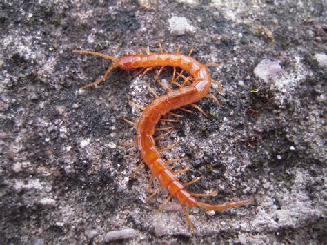 List of Myriapoda species of Ireland | Wiki | Everipedia