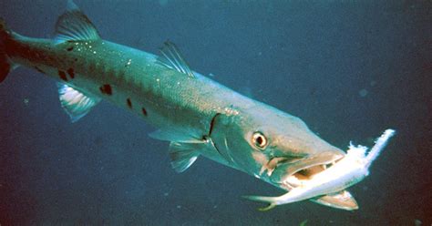 fish species in the world: Barracuda fish