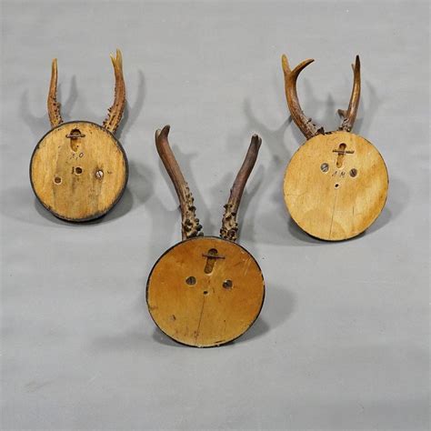 Six Antique Deer Trophies on Wooden Plaques, Germany, ca. 1900 For Sale at 1stDibs