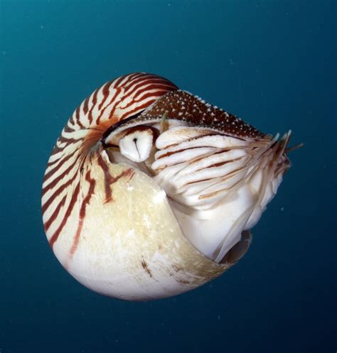 Nautilus | Living fossil, Nautilus, Animals