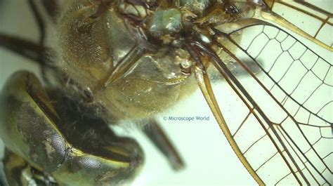 Dragonfly under a stereo microscope. https://www.microscopeworld.com/p ...