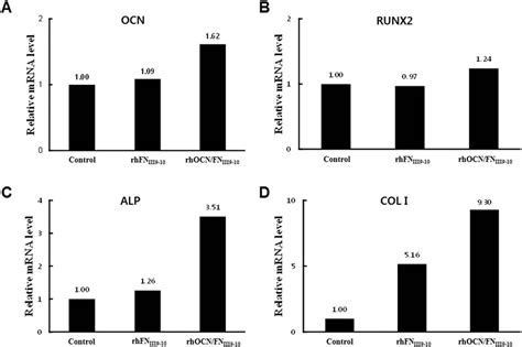 Figure 3 from Osteocalcin/fibronectin-functionalized collagen matrices ...