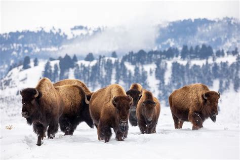 Why You Should Book a Winter Trip to Yellowstone National Park