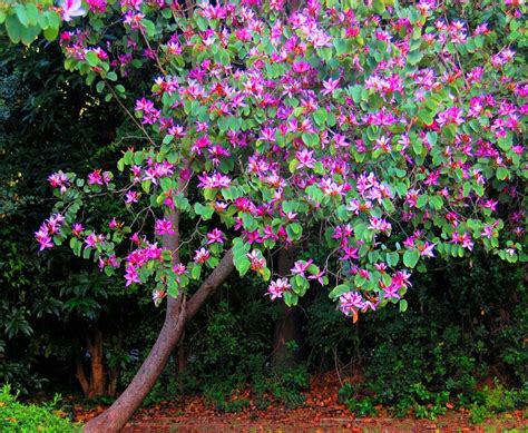 Bauhinia species (Orchid-Tree) - Plantinfo