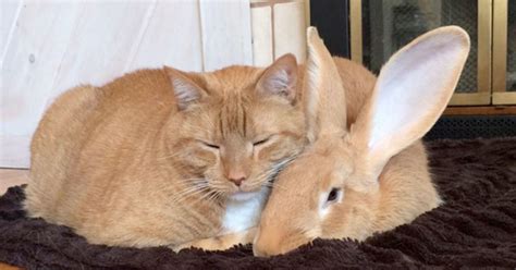 Meet Wallace The Rabbit And Gus The Cat: Two Best Friends That Are Taking The Net By Storm