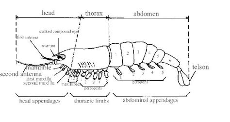 Arthropod Diagram | Phylum Arthropoda | Pinterest