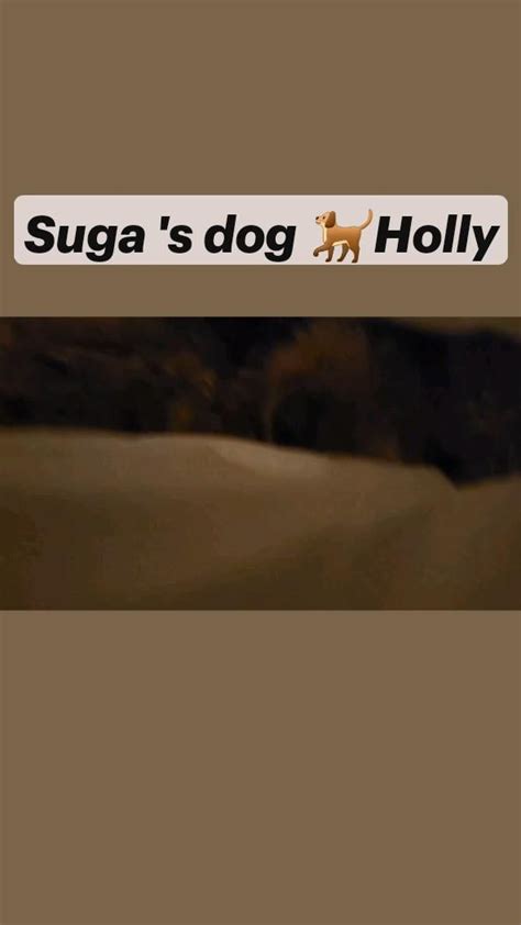 Suga 's dog 🐕 Holly | Suga, Dogs, Holly